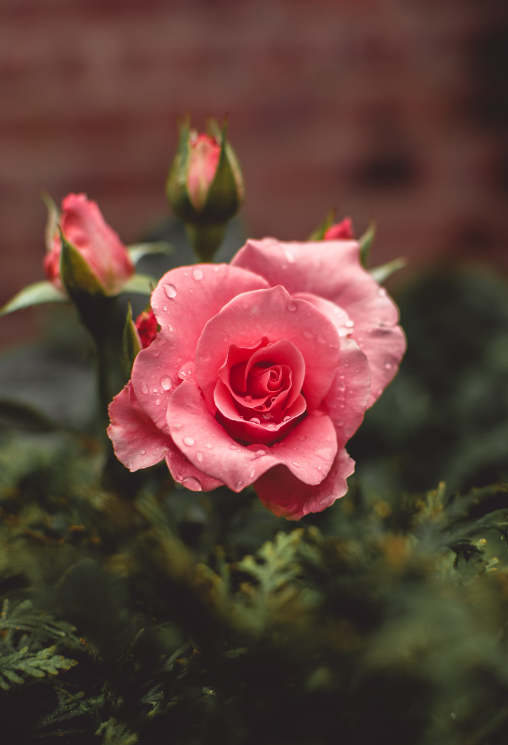 Unveiling Rose-Giving Traditions: A Global Journey of Floral Sentiments