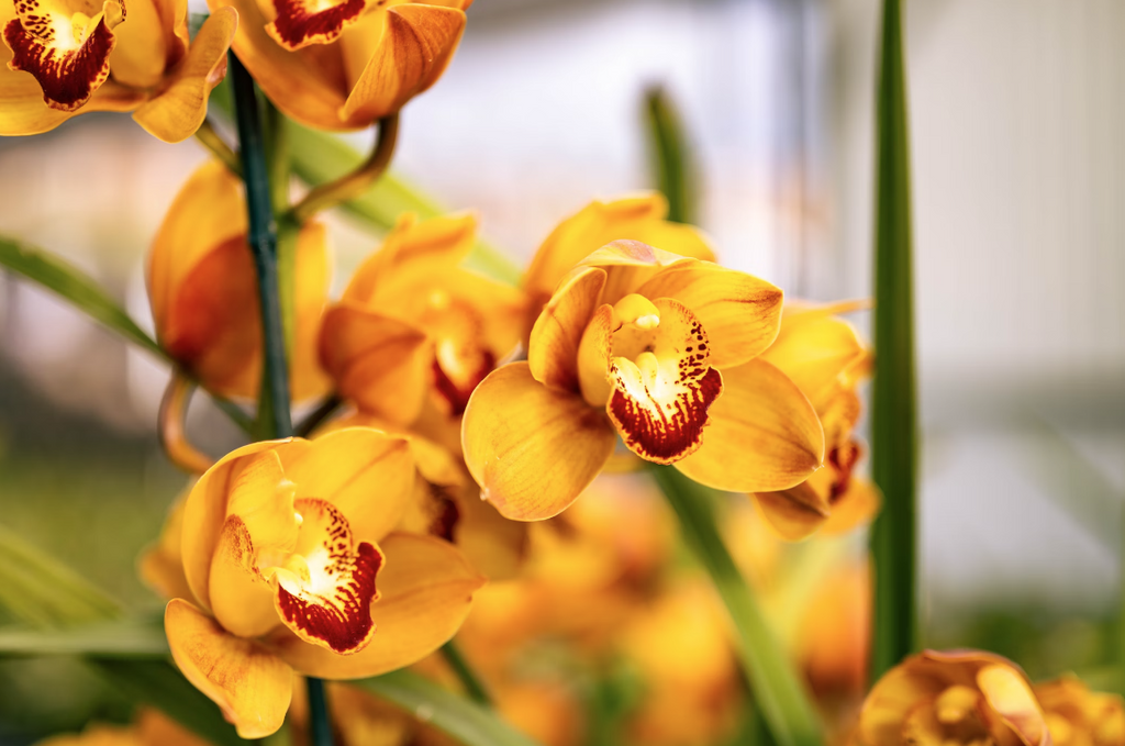 Orchids: The Ultimate Expression of Love and Elegance - A Guide for Gift-Givers