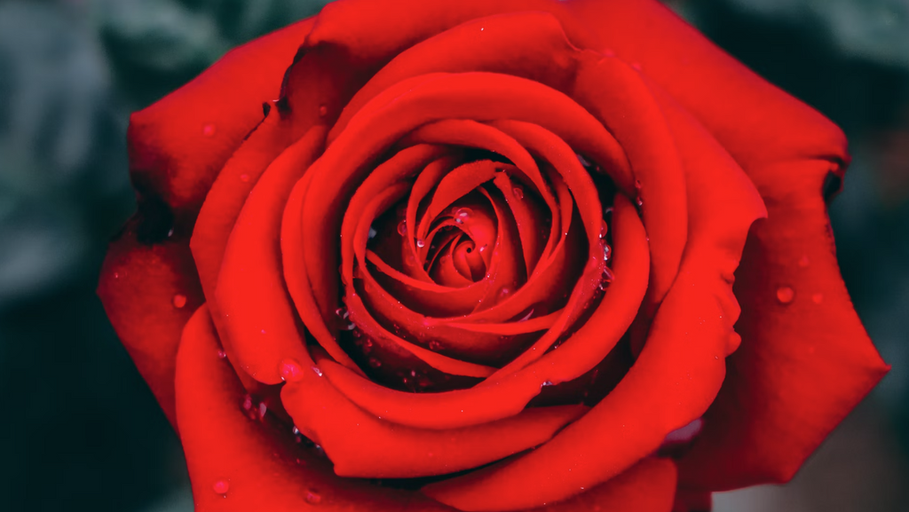 Roses: The Timeless Elegance and Symbolism Behind the Perfect Present