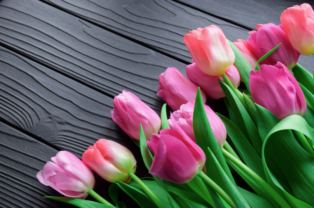 A Comprehensive Guide on How to Plant and Grow Tulips with Keywords for Flower Enthusiasts