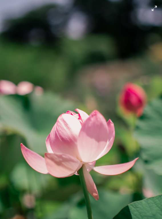 The Profound Symbolism of Lotus Flowers: Unveiling Nature's Spiritual Treasure