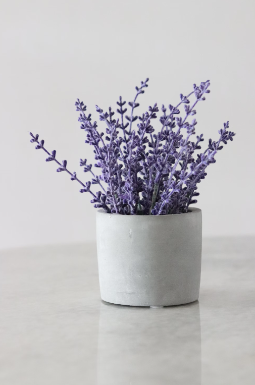 Lavender Plant Care Guide: Nurturing Nature's Fragrant Elegance in Gardens and Pots