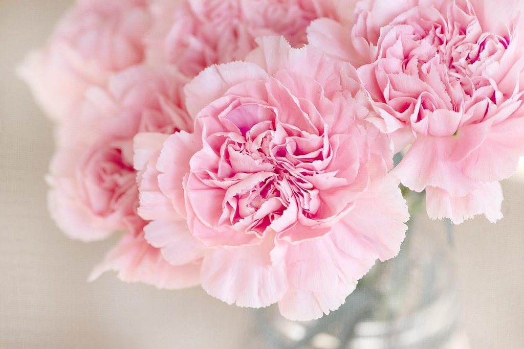 All You Need to Know About Carnation Meaning and Symbolism