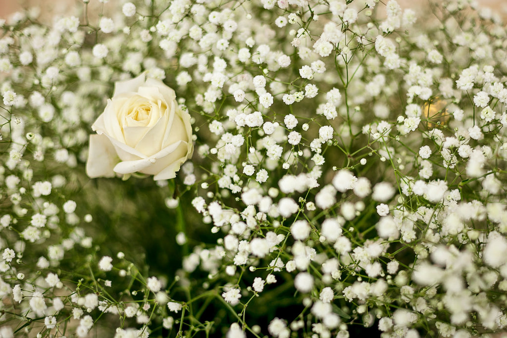 What Is the Meaning of Sending Baby’s Breath Flowers