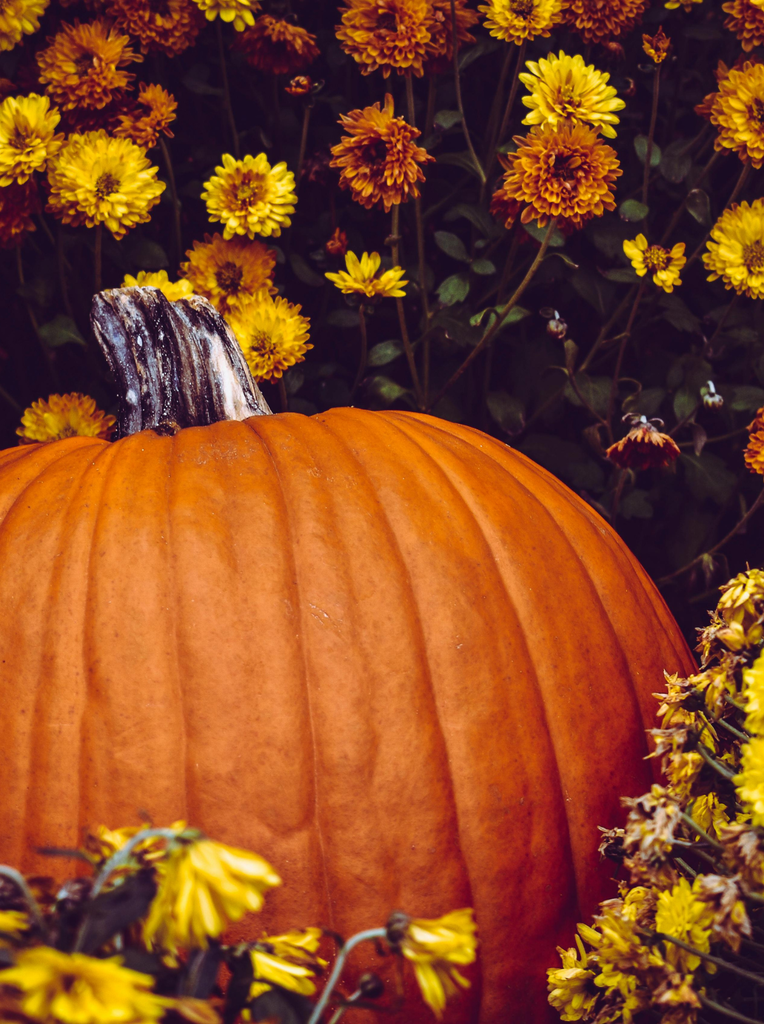 Popular Flowers for Halloween 2025