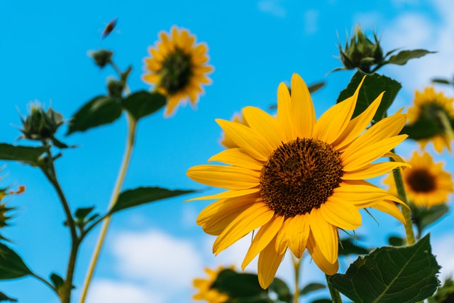 Understanding Sunflowers: Origins, Meanings, and Symbolisms