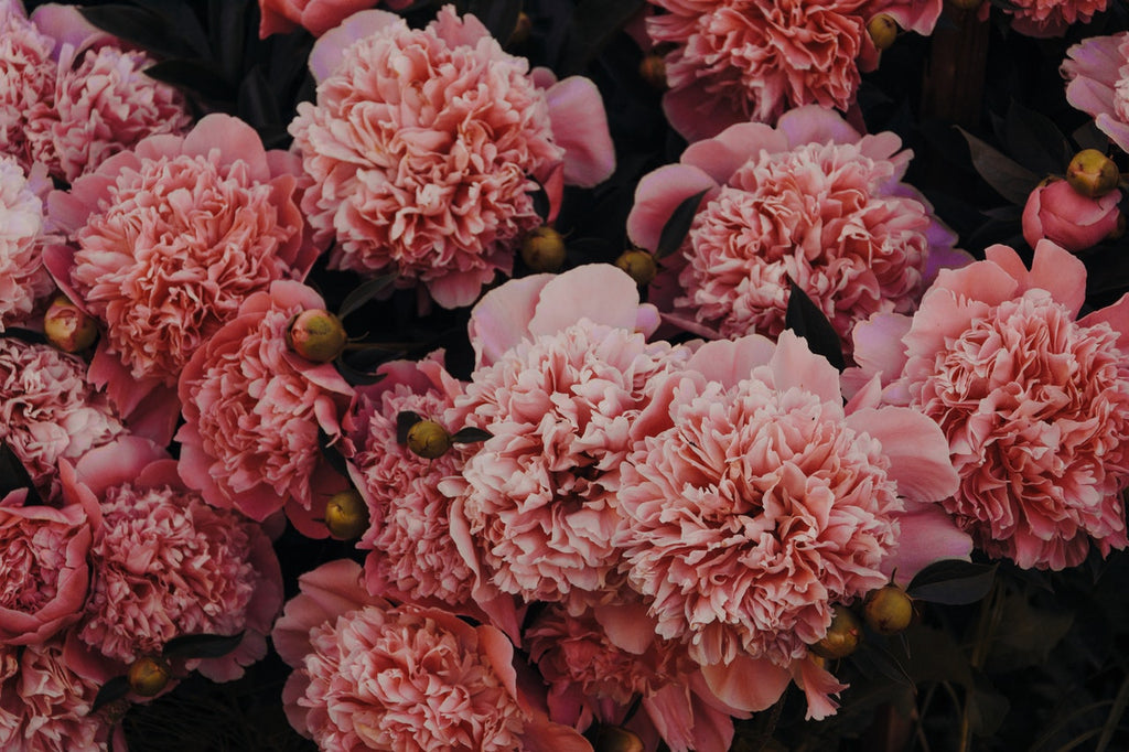 Caring for Carnations: How to Get the Best from These Flowers