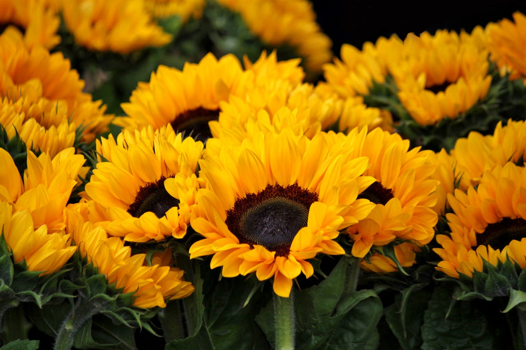 6 Tips to Make Arranging Sunflowers Much Easier