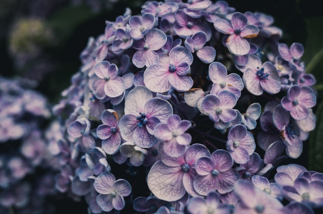 Here Are Ten Interesting Facts to Remember about Hydrangeas