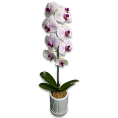 White With Purple Stripes Phalaenopsis (กล้วยไม้ฟาแลนขาวลายม่วง)