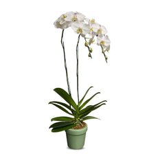Phalaenopsis 2 plants (White) (ฟาแลนขาว 2 ต้น)