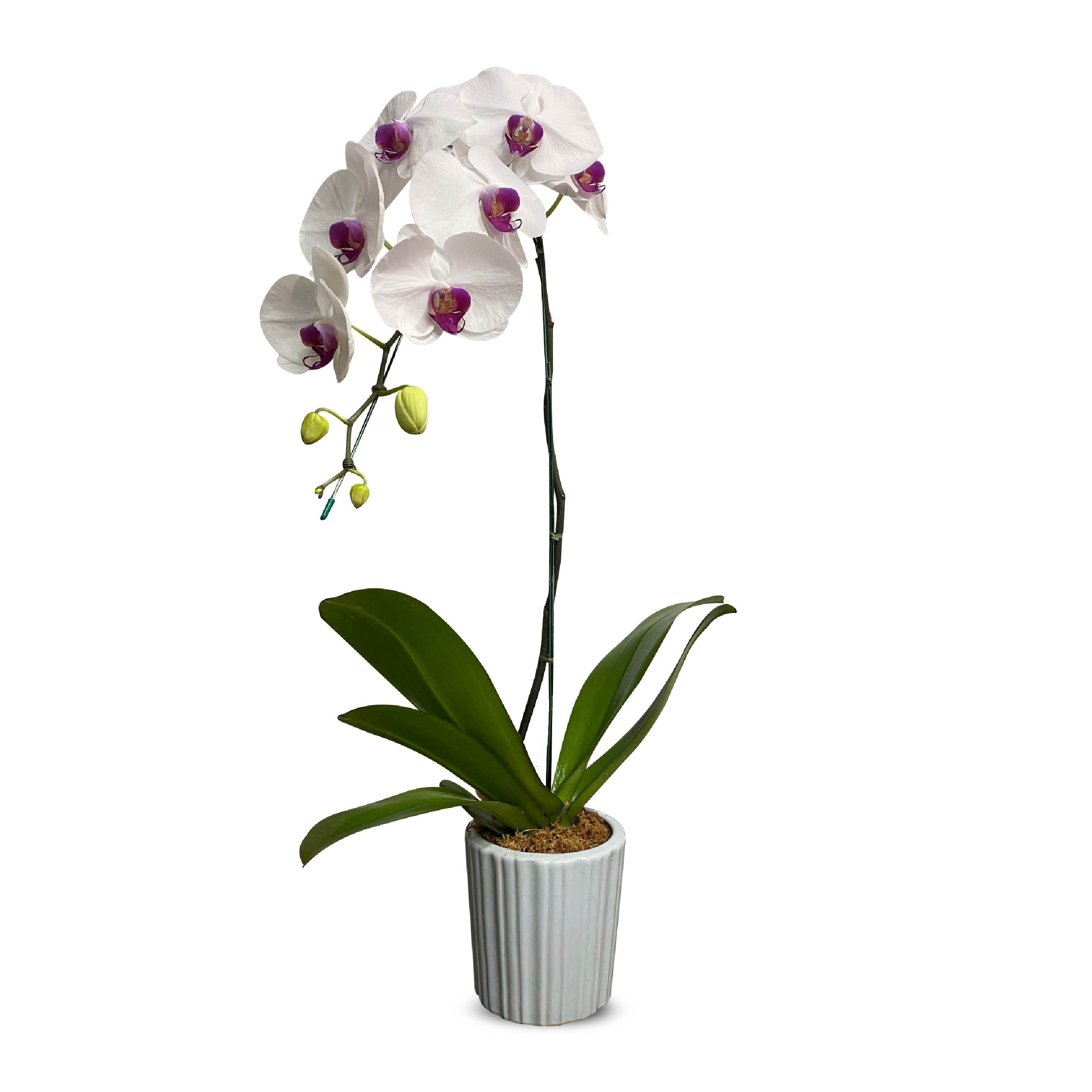 White Phalaenopsis Orchid (กล้วยไม้ฟาแลนสีขาวปากม่วง)
